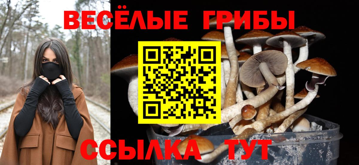 Новозыбков  Псилоцибиновые грибы GOLDEN TEACHER  Вход с VPN 